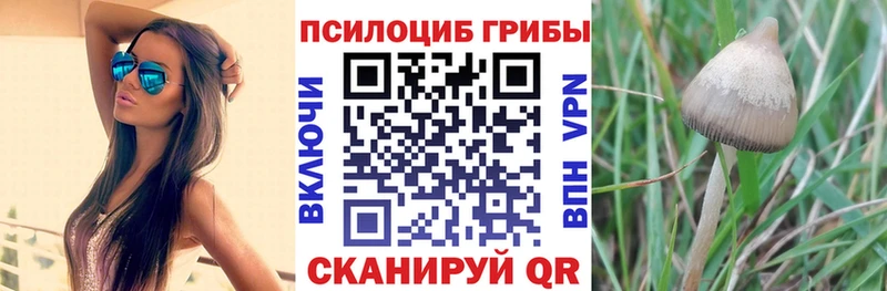 Купить закладки  Рошаль  Галлюциногенные грибы мицелий 